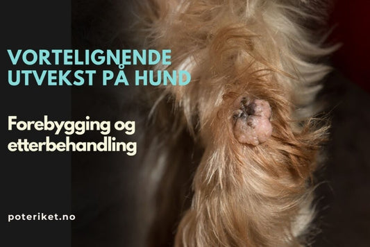 Vortelignende Utvekst på Hund