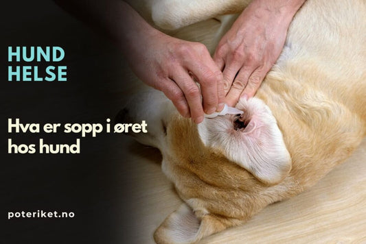 Hva er sopp i øret hos hund