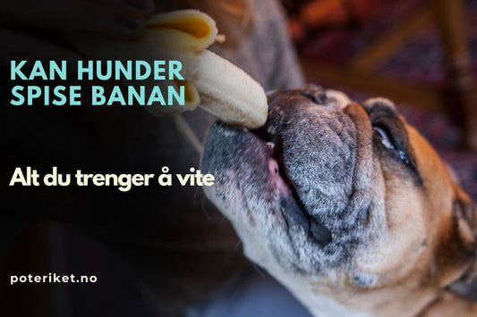 Kan hunder spise banan