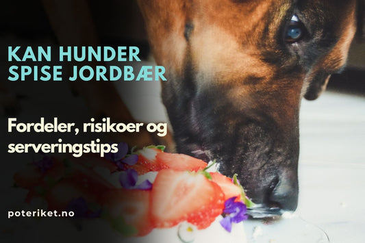 Kan hunder spise jordbær