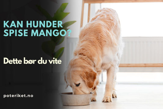 Kan hunder spise mango