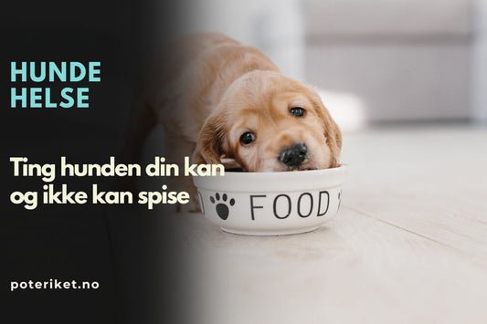 Ting hunden din kan og ikke kan spise